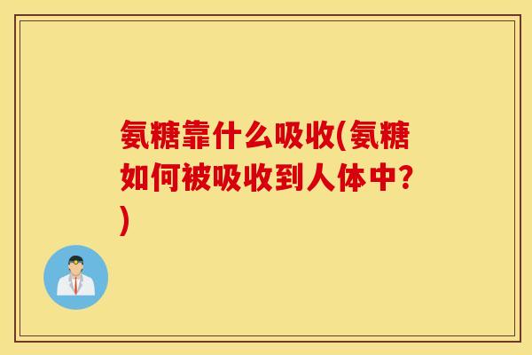 氨糖靠什么吸收(氨糖如何被吸收到人体中？)
