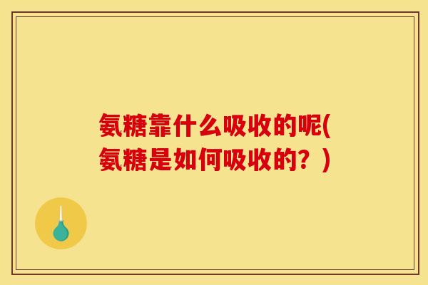 氨糖靠什么吸收的呢(氨糖是如何吸收的？)