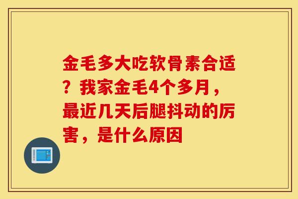 金毛多大吃软骨素合适？我家金毛4个多月，最近几天后腿抖动的厉害，是什么原因