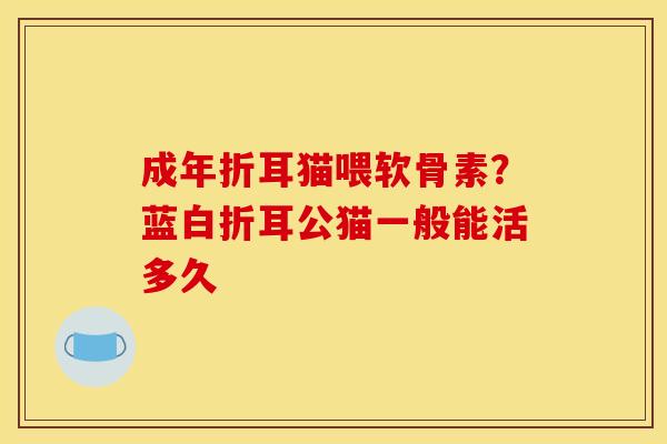 成年折耳猫喂软骨素？蓝白折耳公猫一般能活多久