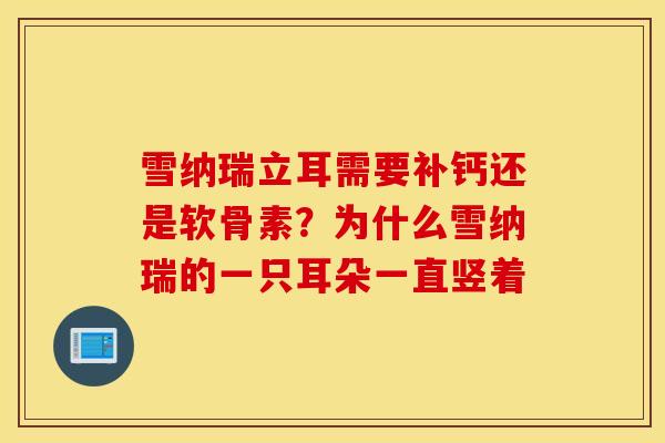 雪纳瑞立耳需要补钙还是软骨素？为什么雪纳瑞的一只耳朵一直竖着