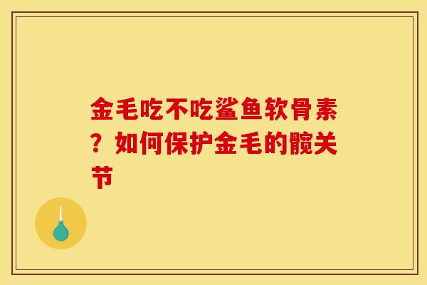 金毛吃不吃鲨鱼软骨素？如何保护金毛的髋关节