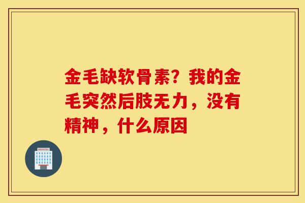 金毛缺软骨素？我的金毛突然后肢无力，没有精神，什么原因