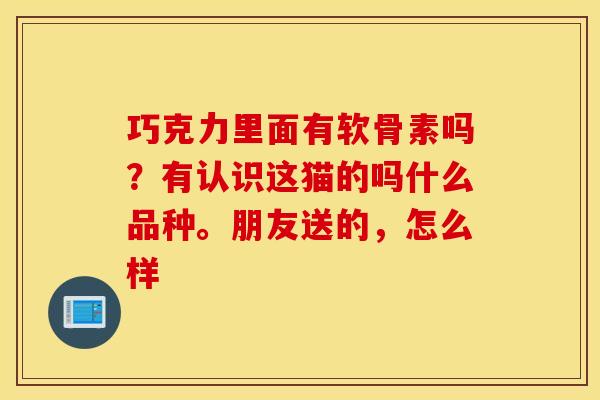 巧克力里面有软骨素吗？有认识这猫的吗什么品种。朋友送的，怎么样