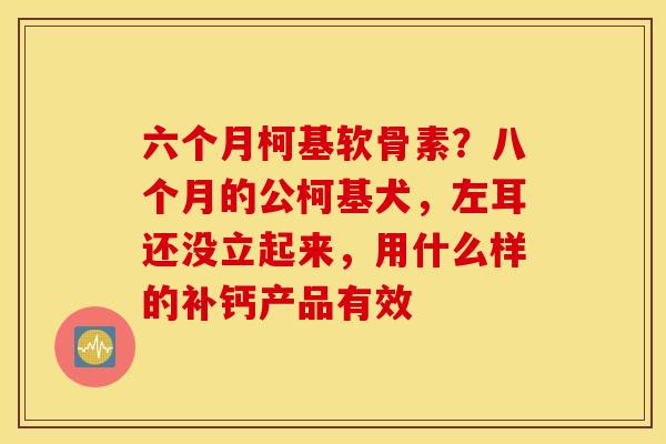 六个月柯基软骨素？八个月的公柯基犬，左耳还没立起来，用什么样的补钙产品有效