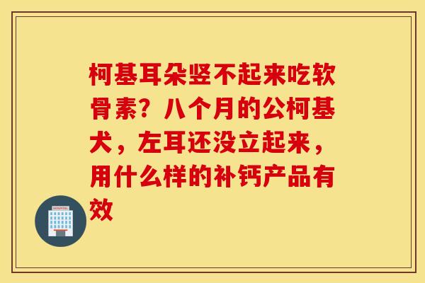 柯基耳朵竖不起来吃软骨素？八个月的公柯基犬，左耳还没立起来，用什么样的补钙产品有效
