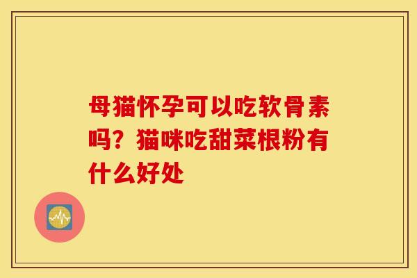 母猫怀孕可以吃软骨素吗？猫咪吃甜菜根粉有什么好处