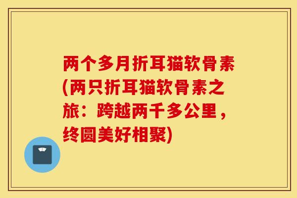 两个多月折耳猫软骨素(两只折耳猫软骨素之旅：跨越两千多公里，终圆美好相聚)