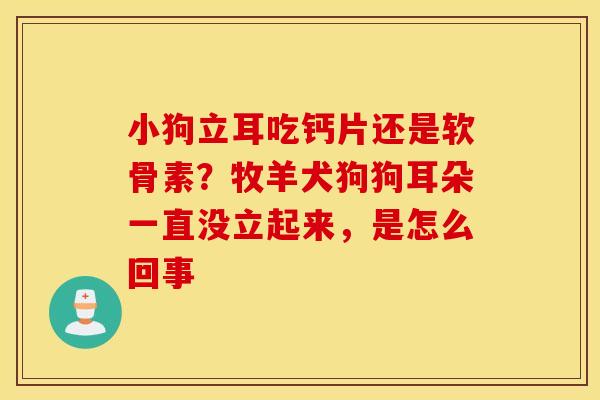 小狗立耳吃钙片还是软骨素？牧羊犬狗狗耳朵一直没立起来，是怎么回事