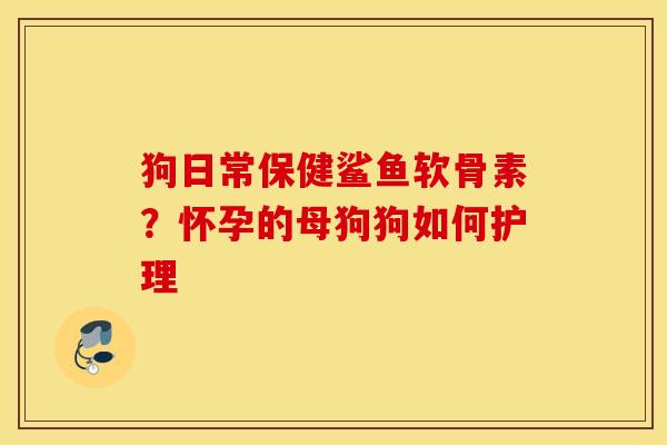 狗日常保健鲨鱼软骨素？怀孕的母狗狗如何护理