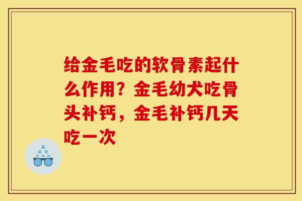 给金毛吃的软骨素起什么作用？金毛幼犬吃骨头补钙，金毛补钙几天吃一次