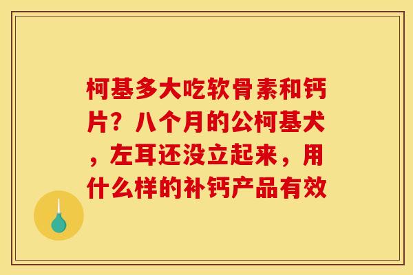 柯基多大吃软骨素和钙片？八个月的公柯基犬，左耳还没立起来，用什么样的补钙产品有效
