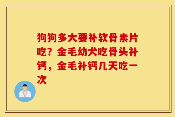 狗狗多大要补软骨素片吃？金毛幼犬吃骨头补钙，金毛补钙几天吃一次