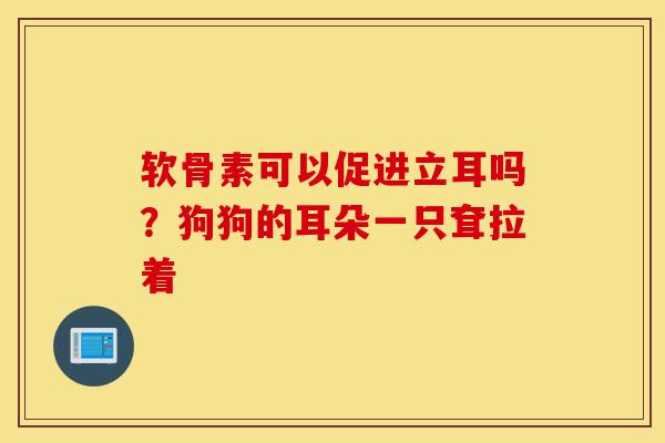 软骨素可以促进立耳吗？狗狗的耳朵一只耷拉着
