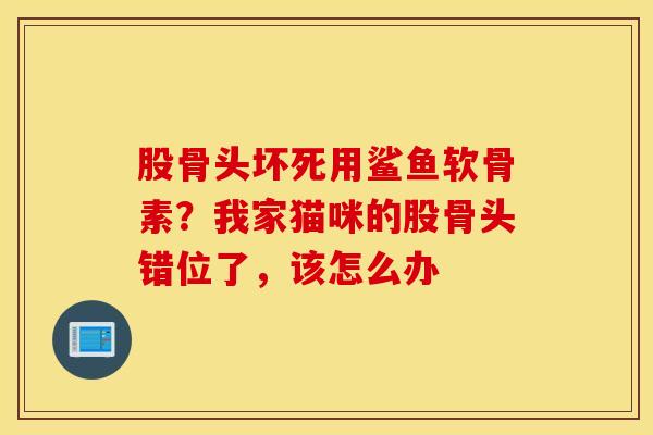 股骨头坏死用鲨鱼软骨素?我家猫咪的股骨头错位了,该怎么办 股骨头坏死用鲨鱼软骨素?我家猫咪的股骨头错位了,该怎么办