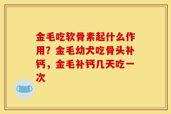 金毛吃软骨素起什么作用？金毛幼犬吃骨头补钙，金毛补钙几天吃一次