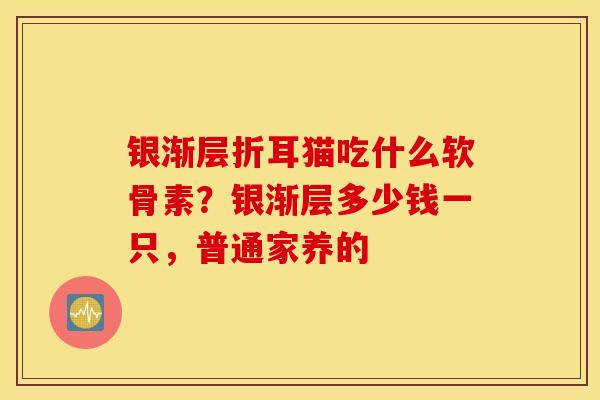银渐层折耳猫吃什么软骨素？银渐层多少钱一只，普通家养的