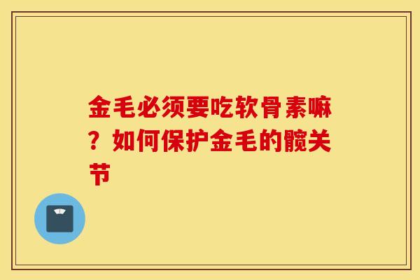 金毛必须要吃软骨素嘛？如何保护金毛的髋关节
