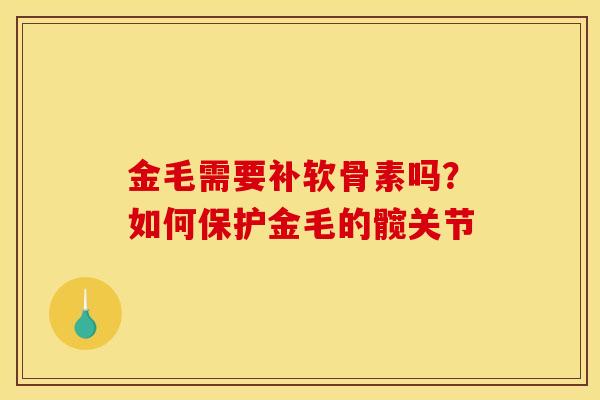 金毛需要补软骨素吗？如何保护金毛的髋关节