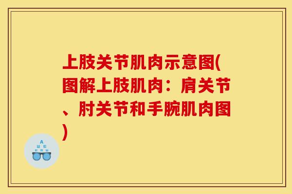 上肢关节肌肉示意图(图解上肢肌肉:肩关节、肘关节和手腕肌肉图) 上肢关节肌肉示意图(图解上肢肌肉:肩关节、肘关节和手腕肌肉图)