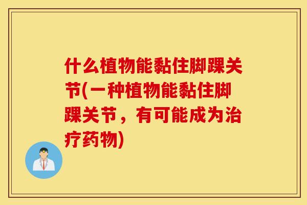 什么植物能黏住脚踝关节(一种植物能黏住脚踝关节，有可能成为治疗药物)