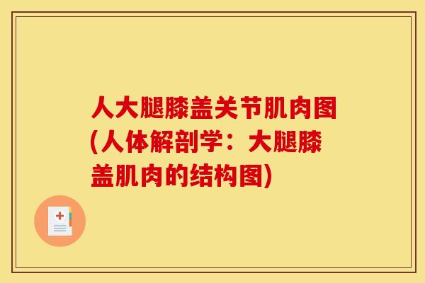 人大腿膝盖关节肌肉图(人体解剖学:大腿膝盖肌肉的结构图) 人大腿膝盖关节肌肉图(人体解剖学:大腿膝盖肌肉的结构图)