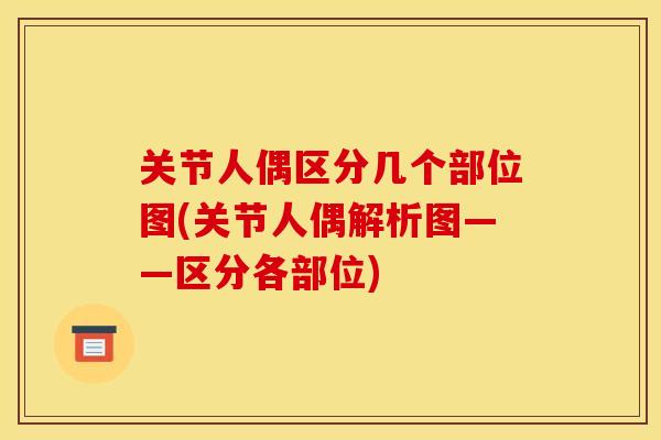 关节人偶区分几个部位图(关节人偶解析图——区分各部位)