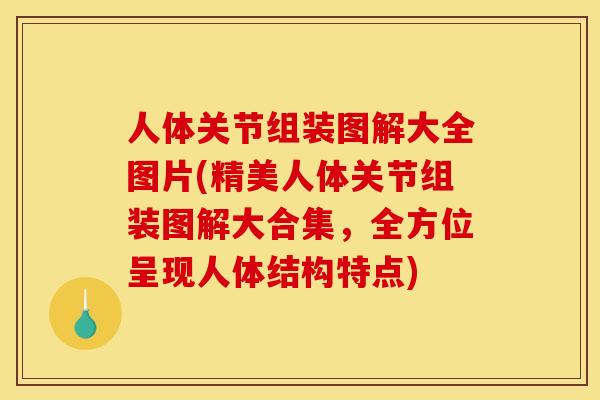 人体关节组装图解大全图片(精美人体关节组装图解大合集，全方位呈现人体结构特点)