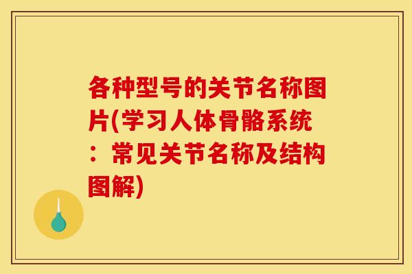 各种型号的关节名称图片(学习人体骨骼系统：常见关节名称及结构图解)