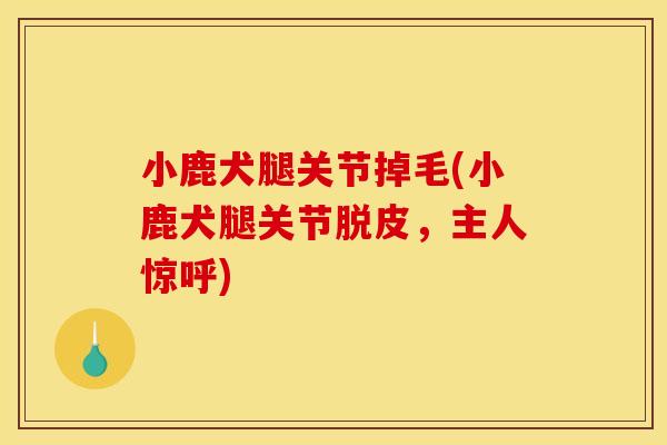 小鹿犬腿关节掉毛(小鹿犬腿关节脱皮，主人惊呼)