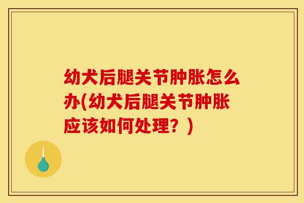 幼犬后腿关节肿胀怎么办(幼犬后腿关节肿胀应该如何处理?) 幼犬后腿关节肿胀怎么办(幼犬后腿关节肿胀应该如何处理?)