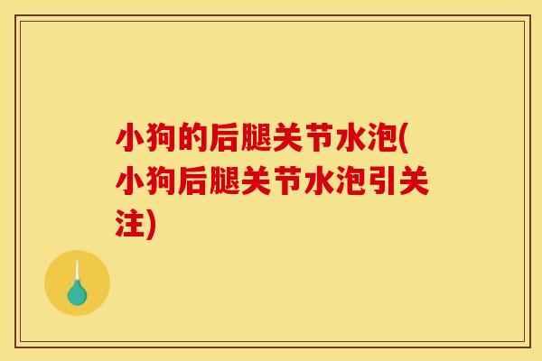 小狗的后腿关节水泡(小狗后腿关节水泡引关注)
