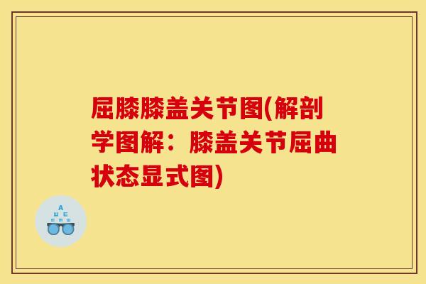 屈膝膝盖关节图(解剖学图解：膝盖关节屈曲状态显式图)
