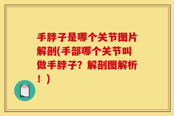 手脖子是哪个关节图片解剖(手部哪个关节叫做手脖子？解剖图解析！)