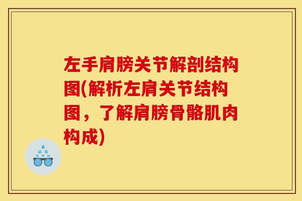 左手肩膀关节解剖结构图(解析左肩关节结构图，了解肩膀骨骼肌肉构成)