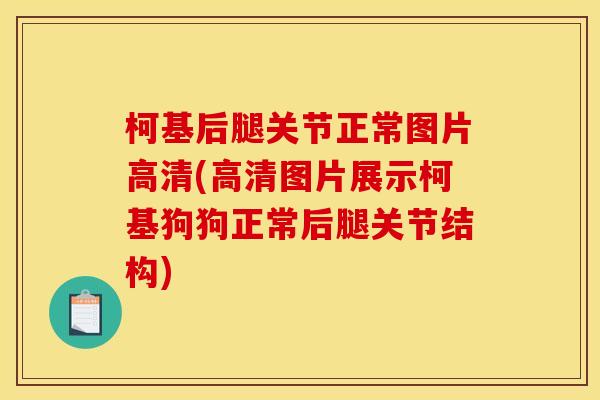 柯基后腿关节正常图片高清(高清图片展示柯基狗狗正常后腿关节结构)