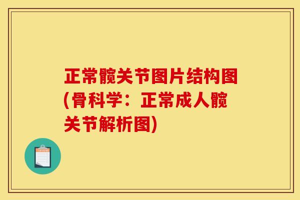 正常髋关节图片结构图(骨科学：正常成人髋关节解析图)