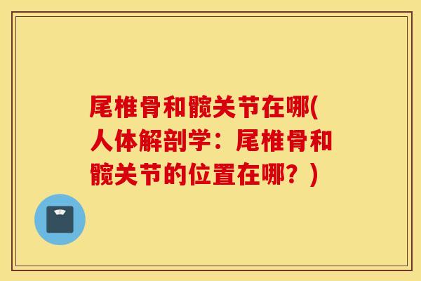 尾椎骨和髋关节在哪(人体解剖学：尾椎骨和髋关节的位置在哪？)
