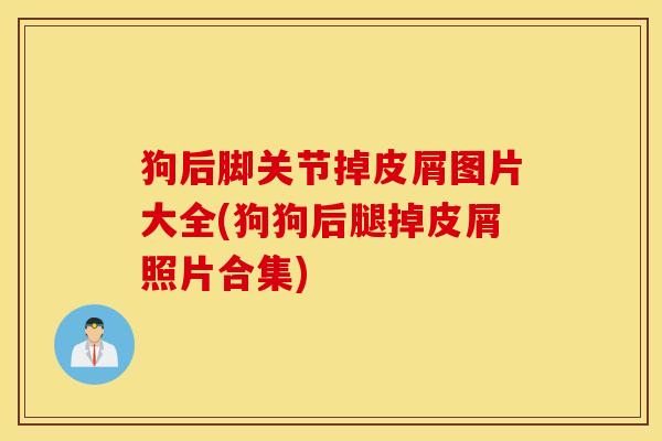 狗后脚关节掉皮屑图片大全(狗狗后腿掉皮屑照片合集)