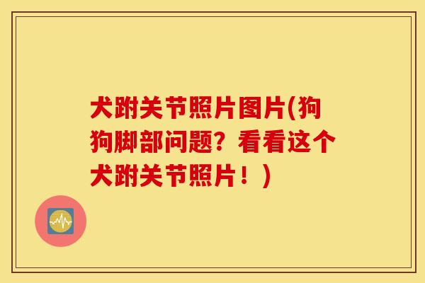 犬跗关节照片图片(狗狗脚部问题？看看这个犬跗关节照片！)