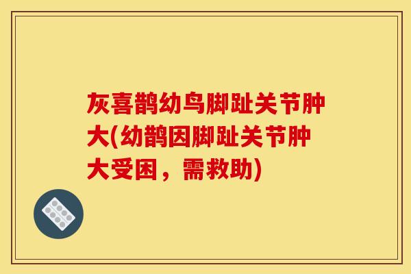 灰喜鹊幼鸟脚趾关节肿大(幼鹊因脚趾关节肿大受困，需救助)