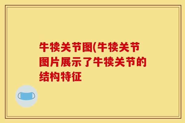 牛犊关节图(牛犊关节图片展示了牛犊关节的结构特征