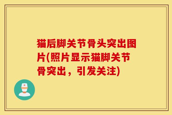 猫后脚关节骨头突出图片(照片显示猫脚关节骨突出，引发关注)