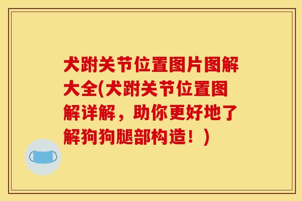 犬跗关节位置图片图解大全(犬跗关节位置图解详解，助你更好地了解狗狗腿部构造！)