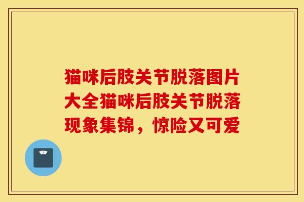猫咪后肢关节脱落图片大全猫咪后肢关节脱落现象集锦，惊险又可爱