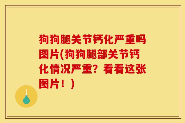 狗狗腿关节钙化严重吗图片(狗狗腿部关节钙化情况严重？看看这张图片！)
