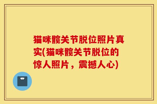 猫咪髋关节脱位照片真实(猫咪髋关节脱位的惊人照片，震撼人心)