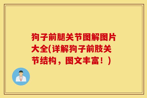 狗子前腿关节图解图片大全(详解狗子前肢关节结构,图文丰富!) 狗子前腿关节图解图片大全(详解狗子前肢关节结构,图文丰富!)