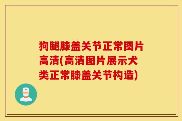 狗腿膝盖关节正常图片高清(高清图片展示犬类正常膝盖关节构造)