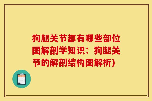 狗腿关节都有哪些部位图解剖学知识：狗腿关节的解剖结构图解析)